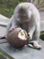 /album/ubud/img-2694-jpg/