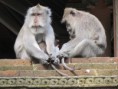 /album/ubud/img-2700-jpg/