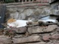 /album/gruzinsko-august-2014/img-4221-jpg/